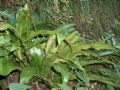 Asplenium scolopendrium